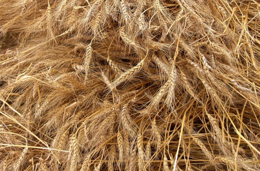 Pourquoi choisir une coloration cheveux naturelle ?